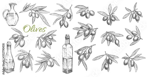 Olives and oil bottles isolated vector sketch icons. Branches, leaves and olive fruits engraved symbols. Kitchen oil jug, mediterranean cuisine seasonings design elements, hand drawn vector sketch