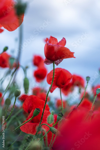 Red poppies in spring