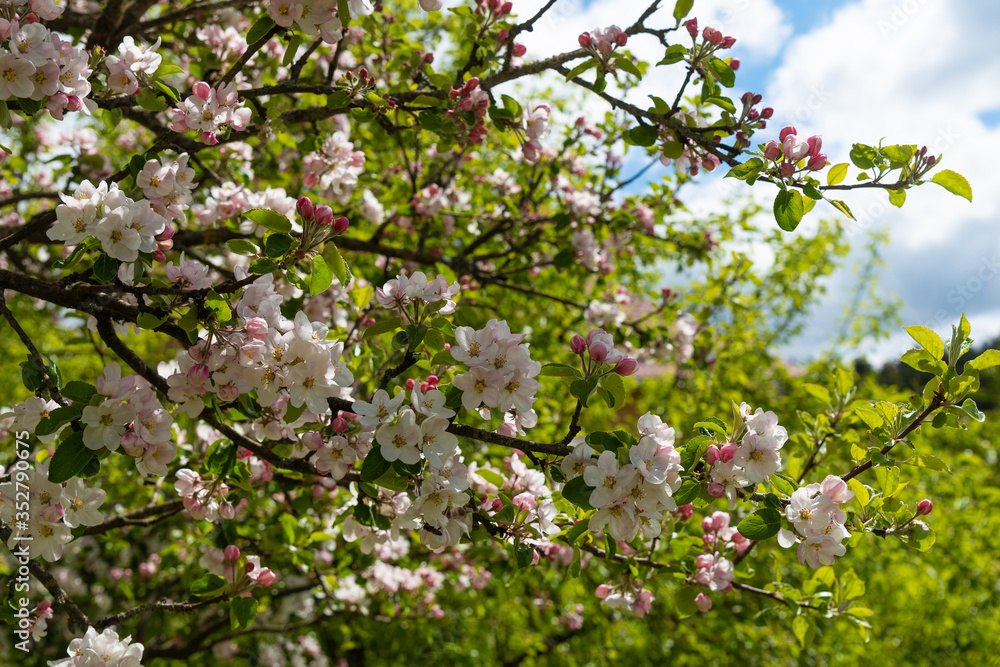 Branches of a blooming apple tree in the garden Branches of a blooming apple tree in the garden
