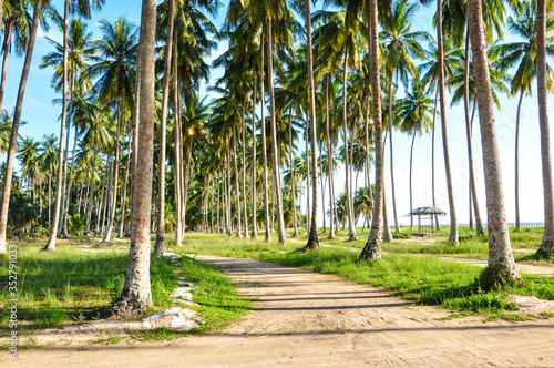 Coconut Trees at Beach