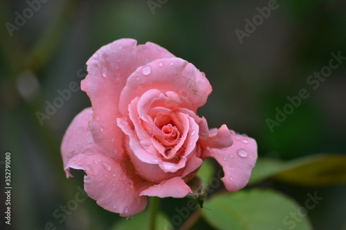 Rose close up in the garden