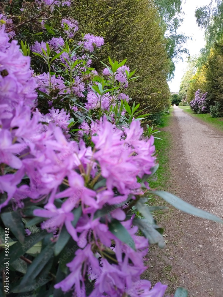 Obraz premium flowers in the garden