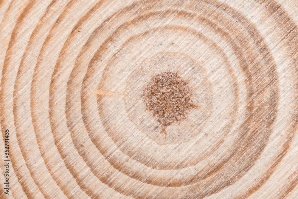 Fototapeta premium Wooden tree cut surface with organic tree rings