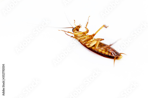 Cockroaches lying on their backs on a white background. © Kittipong