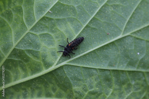 Marienkäferlarve schwarz orange