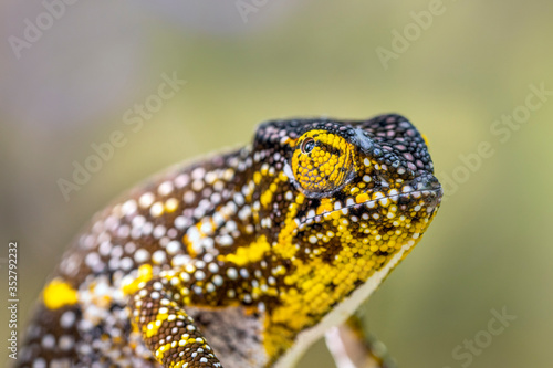 Chamäleon im Regenwald von Madagaskar