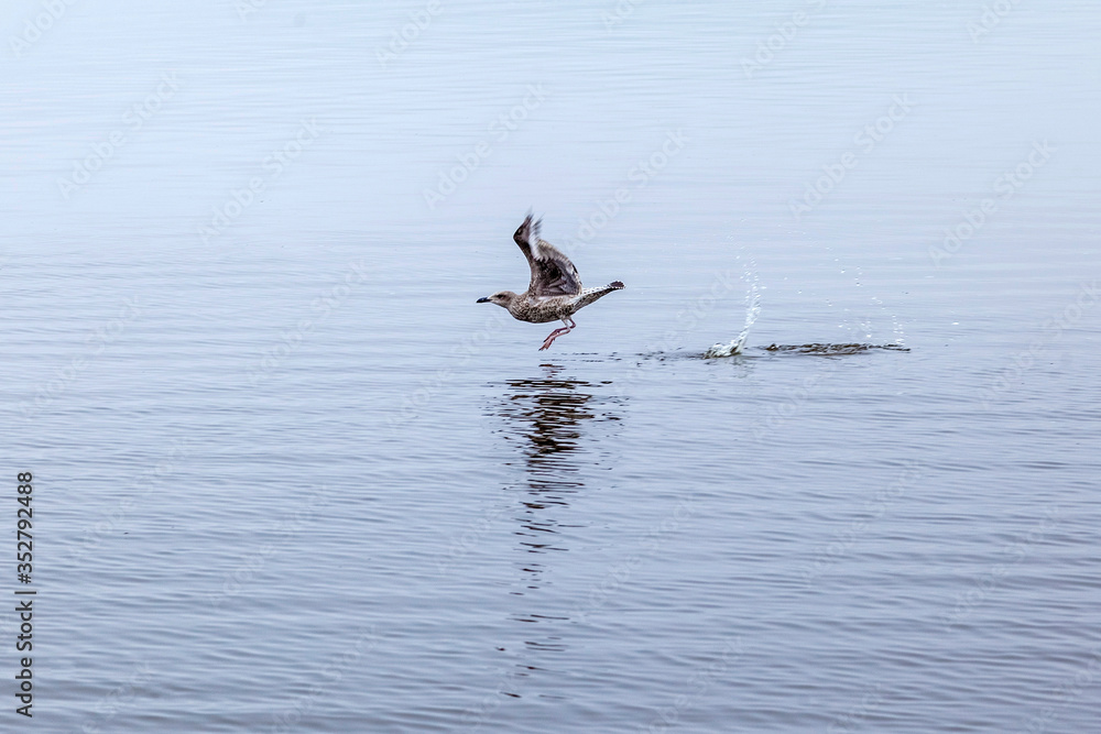 Fototapeta premium A seagull takes off over the water. Lake Ilmen. Novgorod