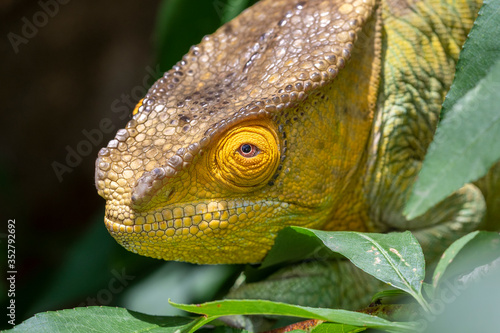 Chamäleon im Regenwald von Madagaskar