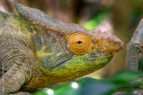 Chamäleon im Regenwald von Madagaskar