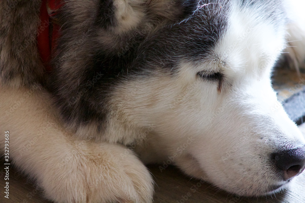 Obraz premium Alaskan husky sleeping