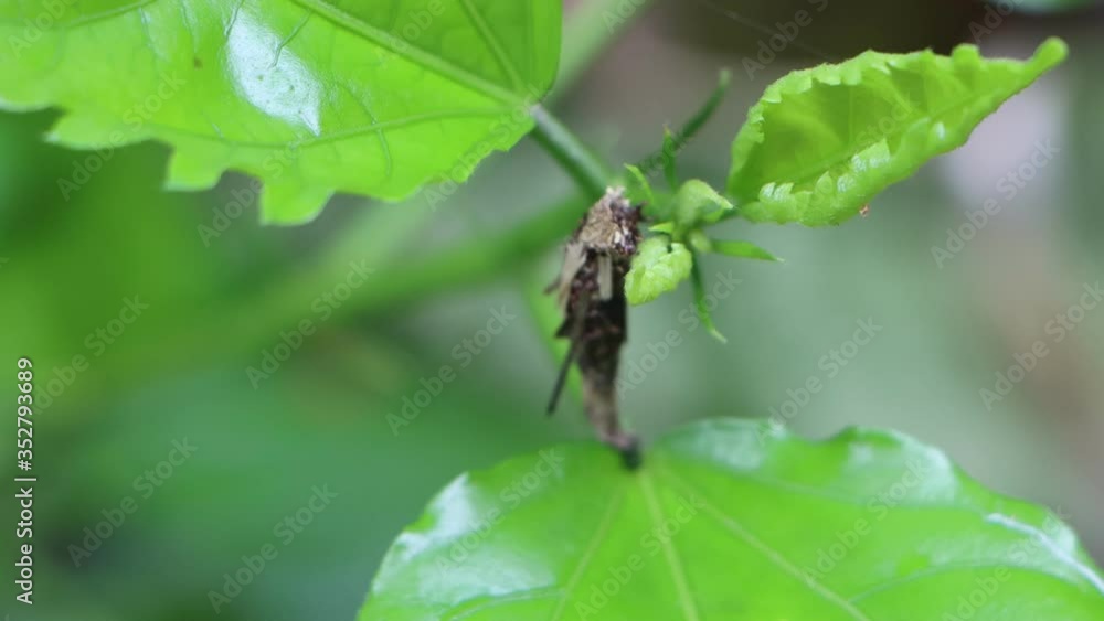 Case worm insects feeding on leaf Case worm insects feeding on leaf