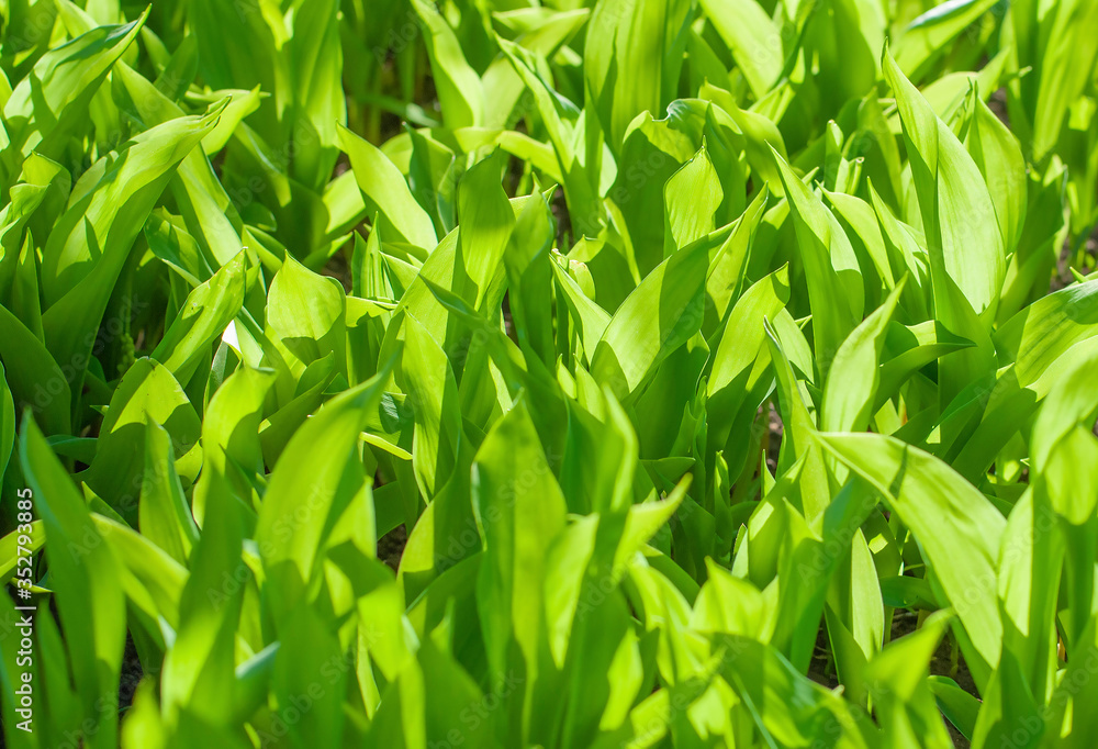 Naklejka premium Green leaves on the sun background close-up picture wallpapers. Concept of happiness, season spring or summer and nature