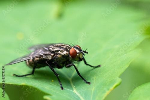 Closeup of a common fly on a green leaf. Flies Annoying insects, carriers of viruses, bacteria