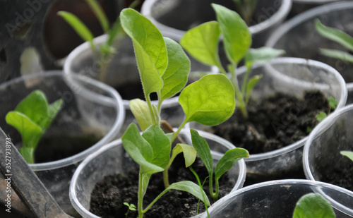 Seedlings of eggplant close-up. Sprouts of eggplants grown at home from seeds.