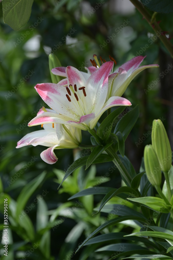 百合の花 百合の花