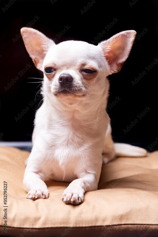 Chihuahua smooth-haired cream lies on a beige pillow and squinted his eyes looking to the side. Portrait on a black background. Vertical orientation.
