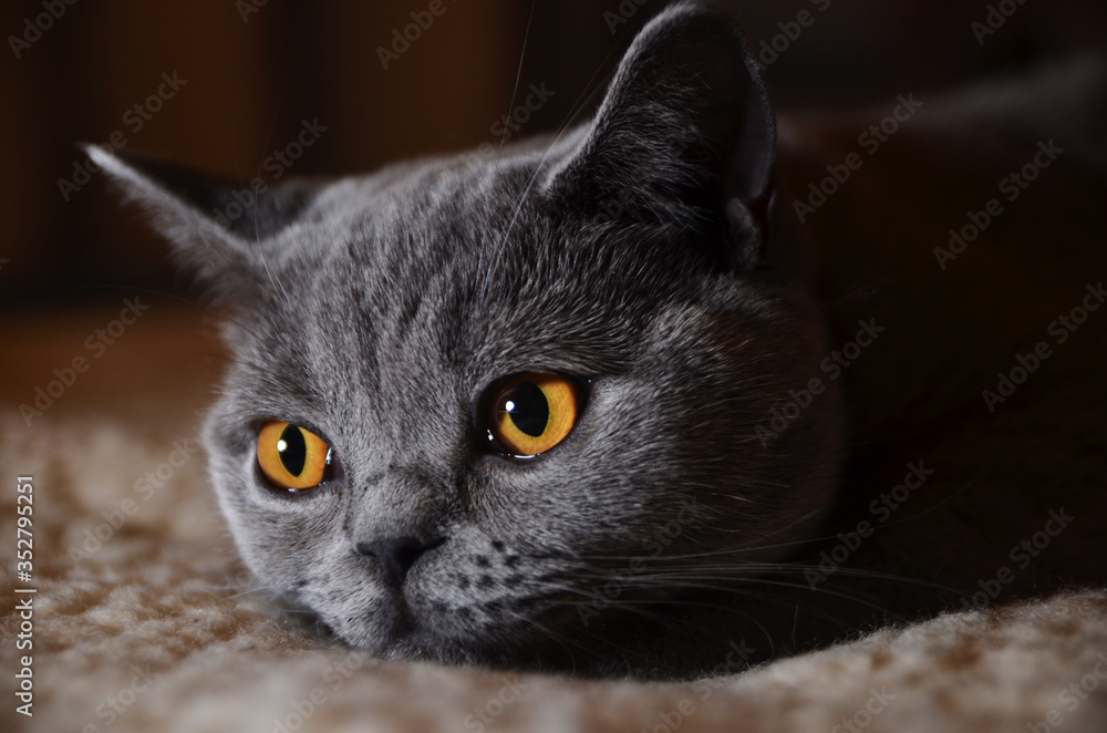 Shorthair British cat lying on a light carpet