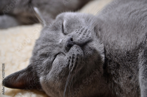 Gray British cat sleeping on a light carpet