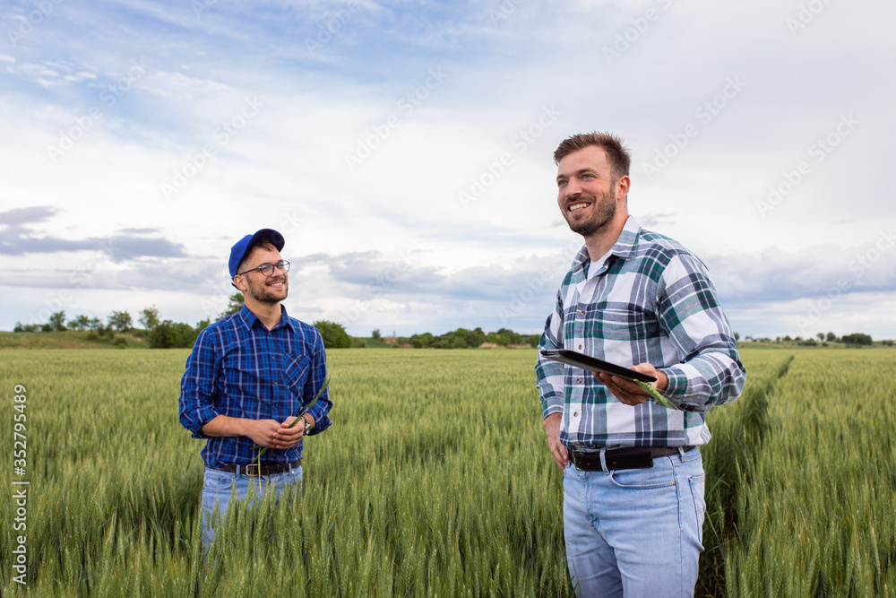Two farmers standing in green wheat field examining crop during the day. Two farmers standing in green wheat field examining crop during the day.
