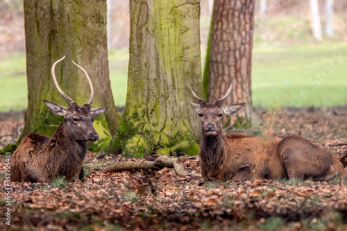 two spiked deer resing on the forest edge