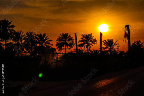 Palm in Qatif photo
