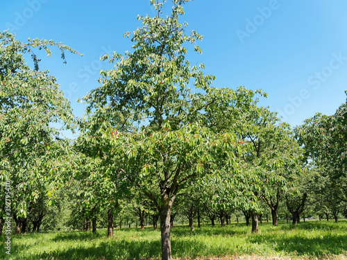 Prunus cesarus | Cerisier ou griottier aux branches garnies de drupes ou cerises rouges de la vallée d'Eggen dans le Margräflerland en Allemagne du sud