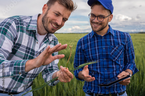 Two farmers standing in green wheat field examining crop during the day.