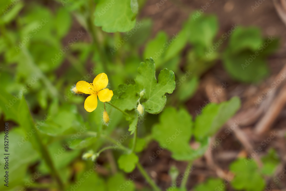 The yellow flower of Celandine Flowers grows on the spring field The yellow flower of Celandine Flowers grows on the spring field