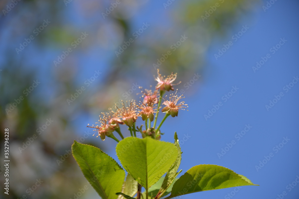 in the spring the cherry blossomed in the garden and the small cherry fruits began to ripen in the spring the cherry blossomed in the garden and the small cherry fruits began to ripen