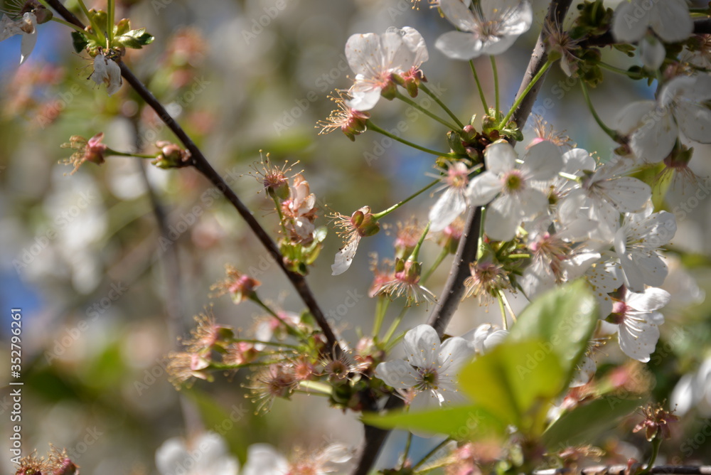 in the spring the cherry blossomed in the garden and the small cherry fruits began to ripen