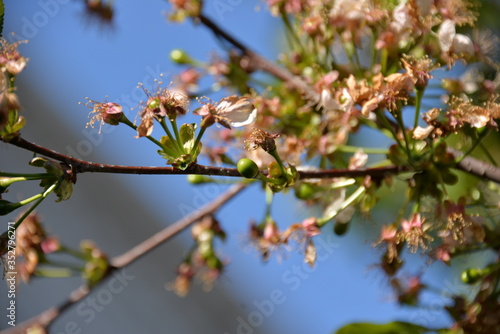 in the spring the cherry blossomed in the garden and the small cherry fruits began to ripen