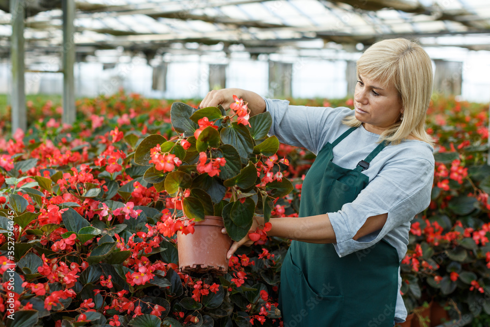 Female florist in apron working with red begonia plants in pots in hothouse