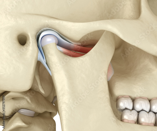 TMJ: The temporomandibular joints. Healthy occlusion anatomy. Medically accurate 3D illustration of human teeth and dentures concept photo