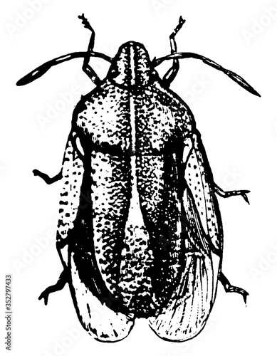 Stink Bug, vintage illustration.