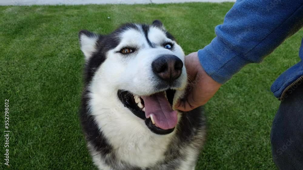 I caress my husky dog looking at me which is very nice and good 4k I caress my husky dog looking at me which is very nice and good 4k