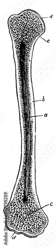 The Humerus, vintage illustration.