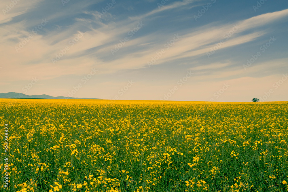 Rapeseed field