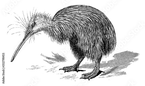 Kiwi, vintage illustration.