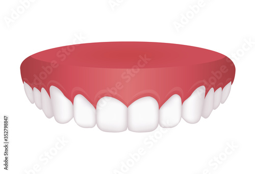 Vector illustration of upper dentition (normal teeth)