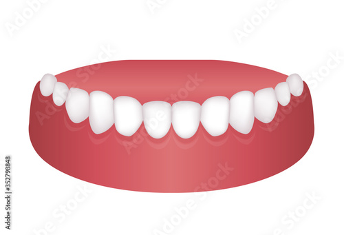 Vector illustration of lower dentition (normal teeth)