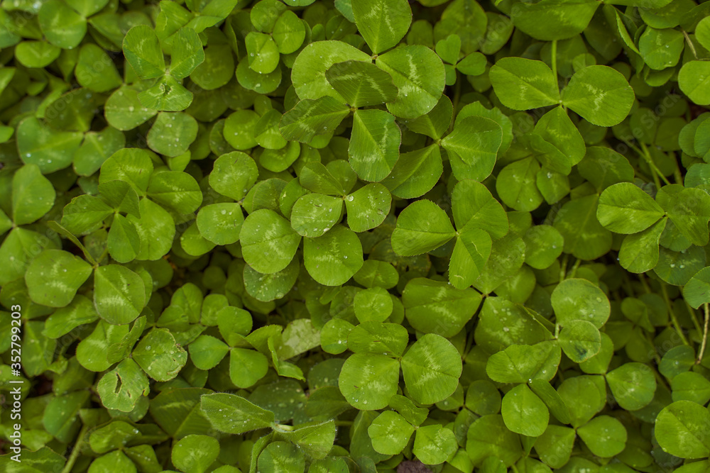 Obraz premium green clover leaves poured by rain spring photo