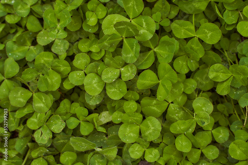green clover leaves poured by rain spring photo