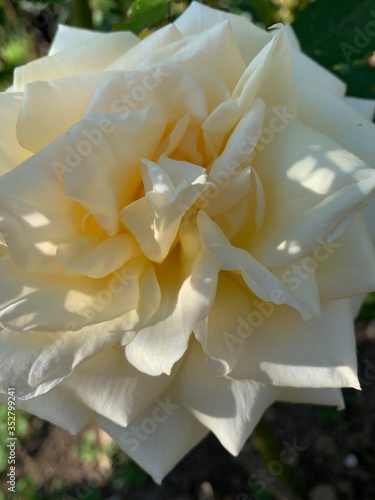 macro coeur de pétales rose blanche 