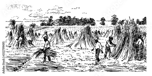 Shocking Hemp, vintage illustration