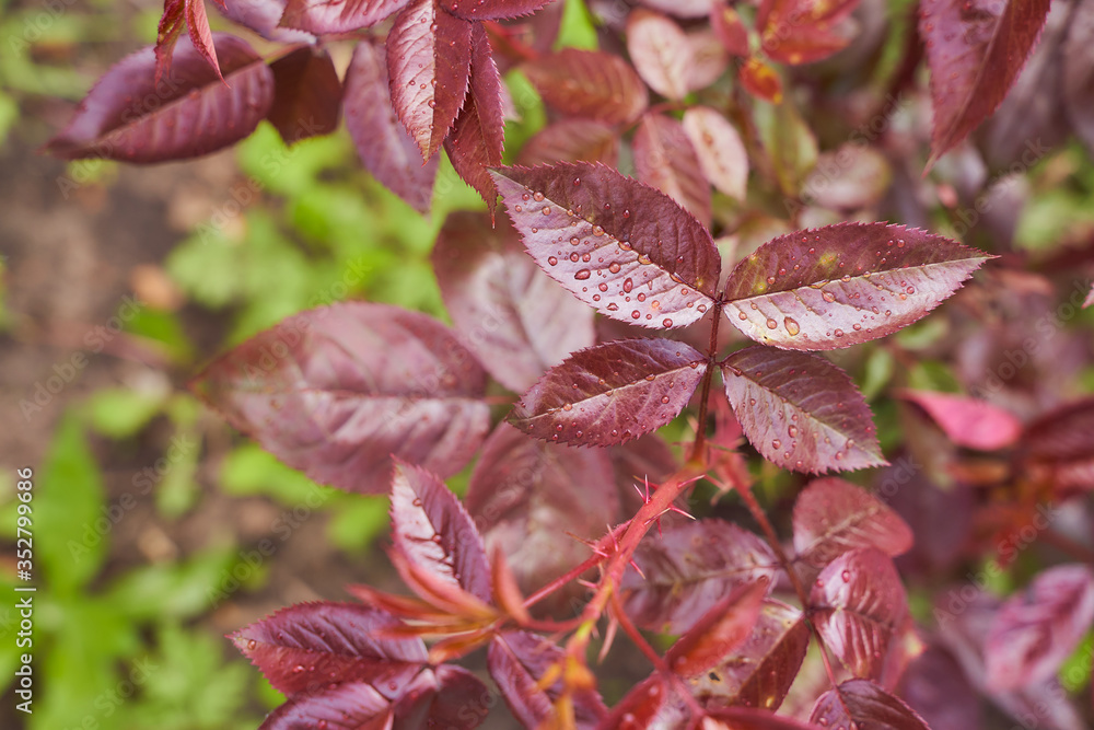 red leaves from the summer rose with drops of water