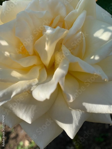 coeur de rose blanche 