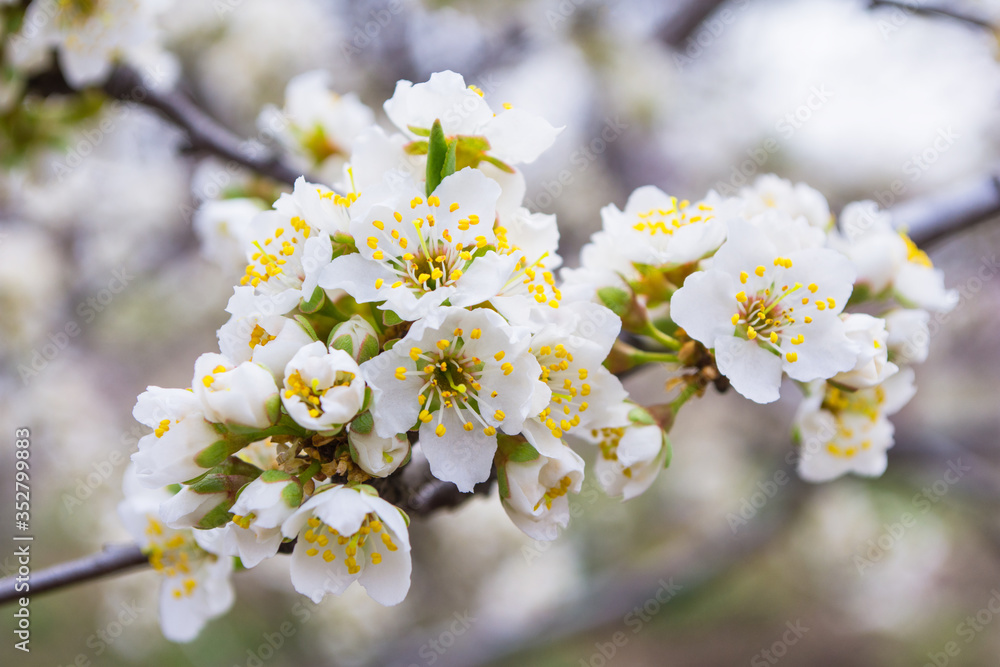 Spring blooming garden. Flowering branch of the plum tree (Prunus domestica) close-up. Soft bokeh. Selective focus. Spring blooming garden. Flowering branch of the plum tree (Prunus domestica) close-up. Soft bokeh. Selective focus.