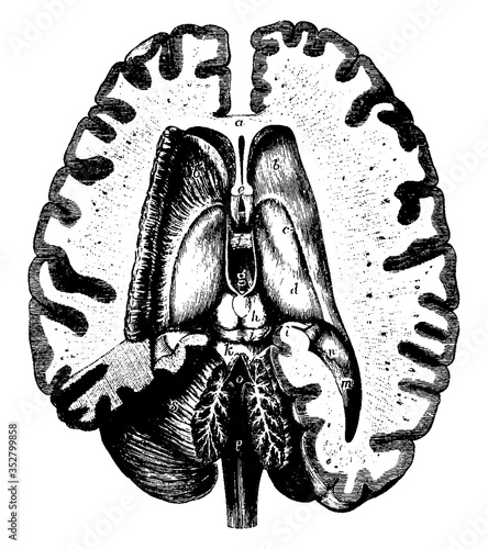 Human Brain, vintage illustration.