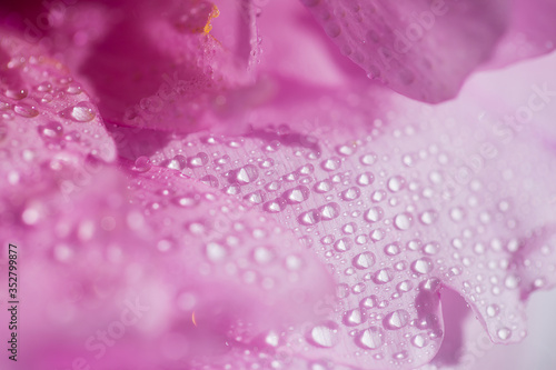 Dew on pink petal. Macro, close up, copy space for text