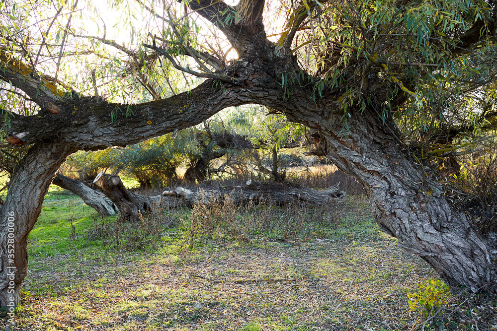 Obraz premium Leaning (tilted) tree of the virgin on the river bank
